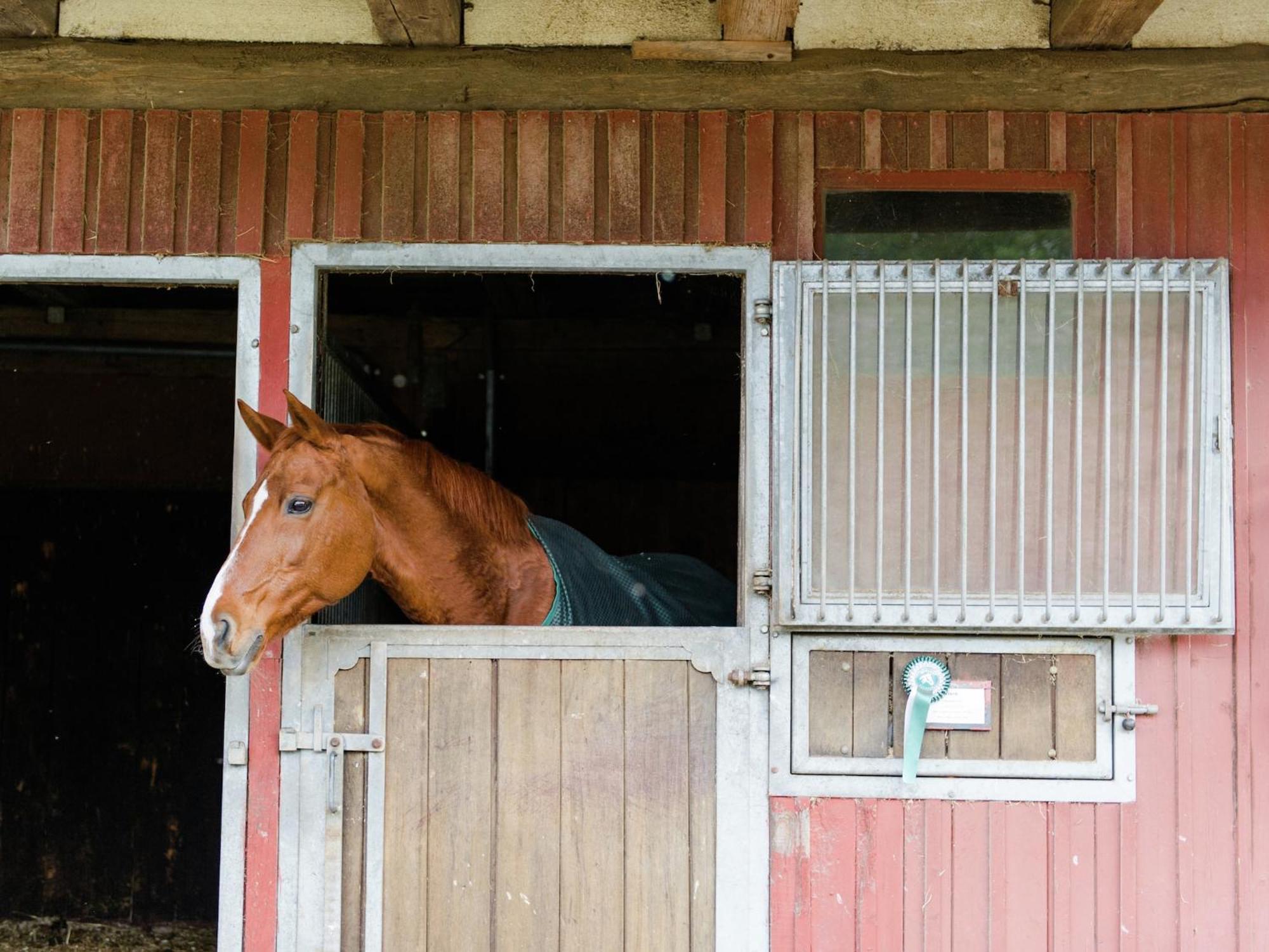 Cozy Holiday Home On A Horse Farm In The L Neburg Heath Eschede Kültér fotó