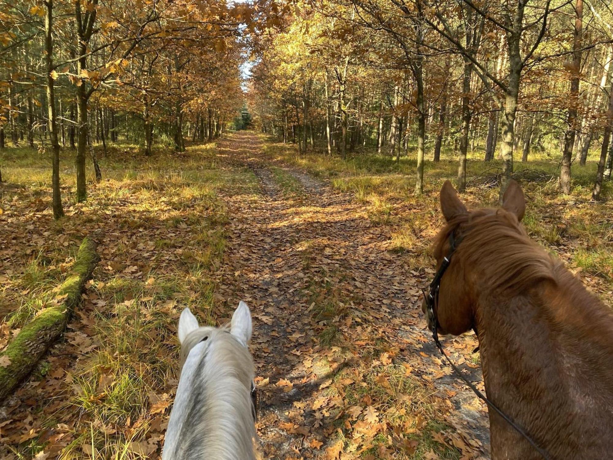 Cozy Holiday Home On A Horse Farm In The L Neburg Heath Eschede Kültér fotó